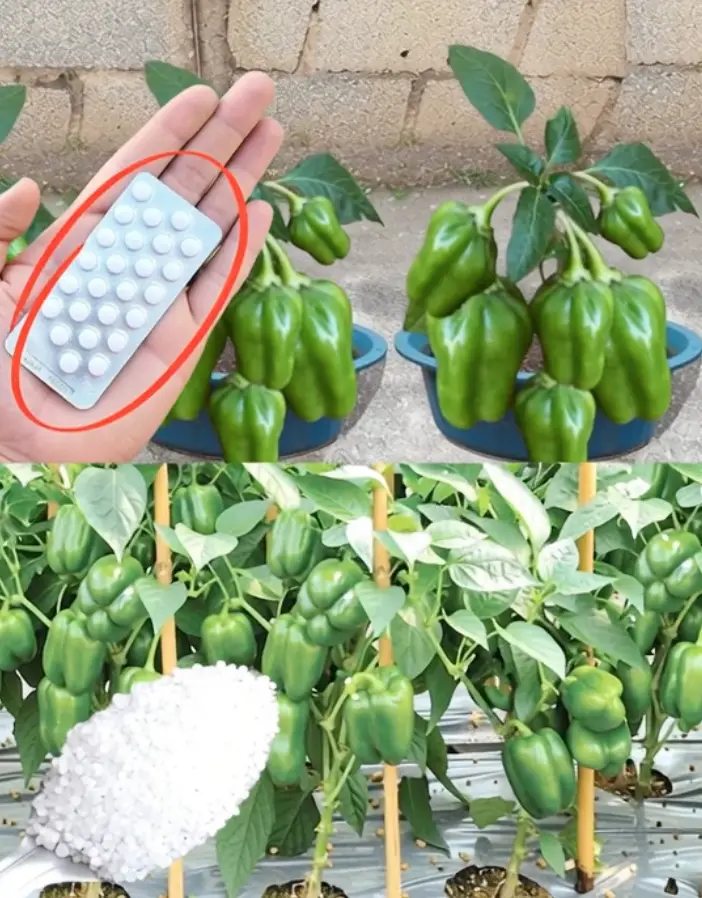 Engrais Naturels pour Booster la Croissance des Légumes : Nourrir Votre Sol pour des Récoltes Abondantes 🥕🍅🌿